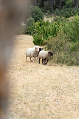 Obraz premium Three sheep are walking across a dry, brown field. The sheep are scattered throughout the field, with one sheep in the foreground and two others in the background. The scene is peaceful and serene