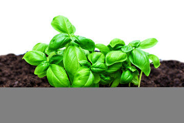 Basil Seedlings Emerging from Rich Soil