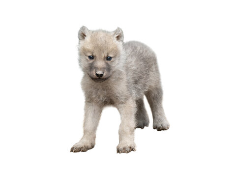 little wolf cub isolated on white background