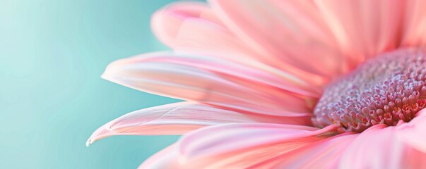 Fototapeta premium Close-up of pink daisy flower petals against a soft pastel teal background