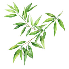 Fototapeta premium Illustration of vibrant green bamboo leaves on a branch, showcasing nature's beauty and tranquility. Perfect for botanical and nature-themed designs.
