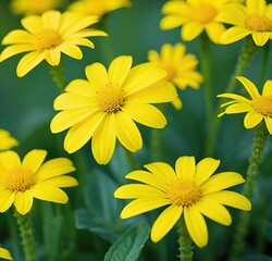 Obraz premium yellow flowers background, flowers, garden, plant, daisy, spring, blossom, sunflower, beauty, bloom, flora, floral, petal, petals