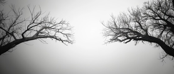 Silhouetted Bare Trees with Twisted Branches Against a Foggy Sky in Black and White