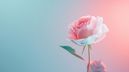 Fototapeta premium A minimalist composition featuring a neon rose border, with soft, blurred edges adding a dreamy and romantic touch. The image provides ample copy space for customization, making it ideal for a