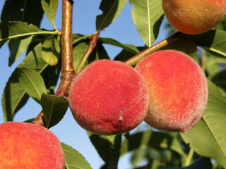  close-up of the ripe organic peaches branch in the orchard at sunny summer day