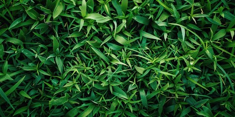 Obraz premium A close-up shot of lush green grass with intricate details, suitable for use in environmental or nature-related contexts