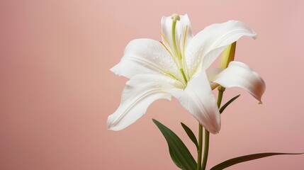 Fototapeta premium A single white lily with its petals unfurling, against a soft pink background.