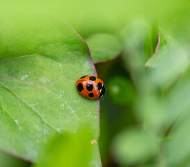 緑の中のテントウムシ