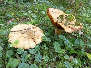 Photo of Norwegian nature, forest, sea