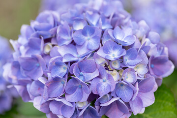 綺麗なアジサイ