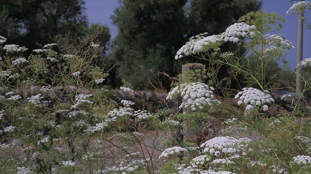 Fiori del vescovo