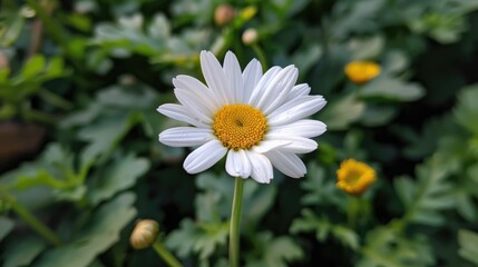 Fototapeta premium Daisy flower that is white