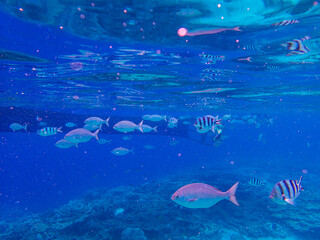小笠原諸島・父島　青い海と魚たち
