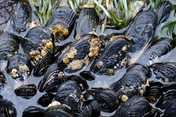 Close-up of black mussels with barnacles attached, submerged in water with green seaweed visible