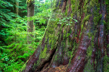 Ancient western red cedar with boardwalk, Port Renfrew, BC, Canada, closeup shot