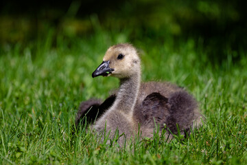 Young gosling in Hatley Castle, Victoria, BC Canada, closeup shot