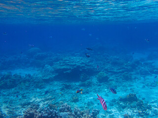 小笠原諸島・父島　青い海と魚たち
