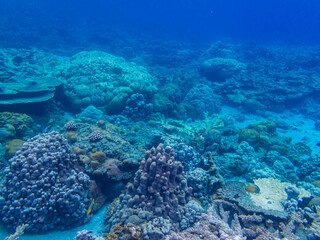 Obraz premium 小笠原諸島・父島 水中の風景 