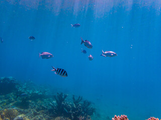 Fototapeta premium 小笠原諸島・父島 青い海と魚たち 