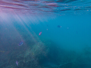 小笠原諸島・父島　青い海と魚たち

