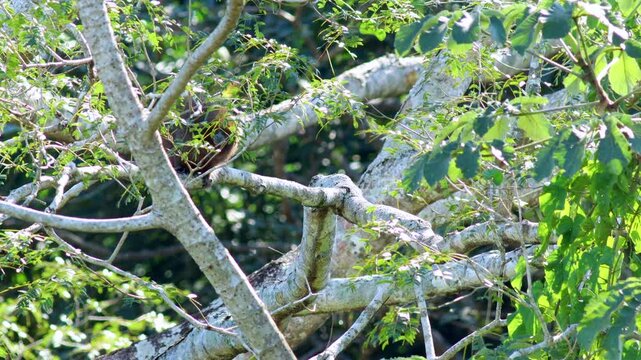 Black-striped Capuchin monkeys searching for food in the understory Serra das almas reserve, Brazil