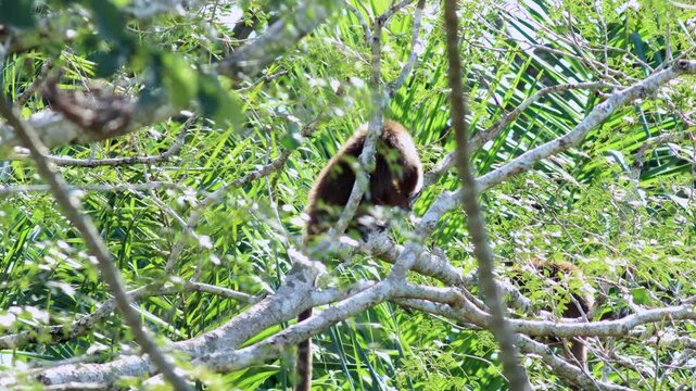 Titi Monkey monkey searching for food in the understory Laney Rickman, Bolivia