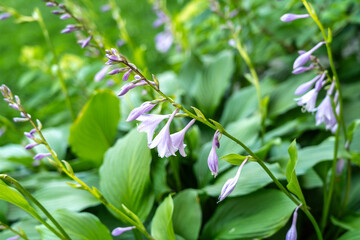 Hosta Flowers and Leaves Macro, Wet Hostas Leaf Nature Pattern, Funkia, Big Daddy Leaves, Plantain Lilies,