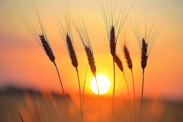 Spikelet of grass silhouetted against a vibrant sunset sky