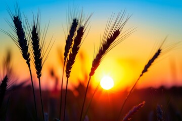 Spikelet of grass silhouetted against a vibrant sunset sky