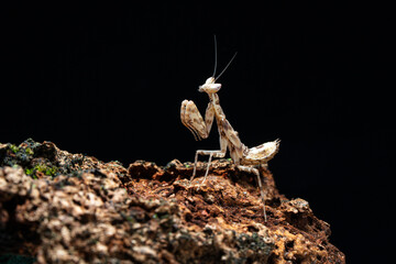 Beautiful orchid mantis closeup on wood