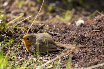 a robin lies on the ground in the hot sunlight