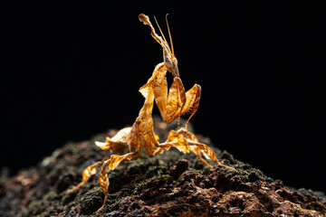 Beautiful orchid mantis closeup on wood