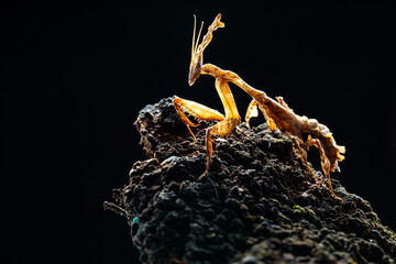 Beautiful orchid mantis closeup on wood