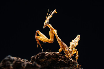 Beautiful orchid mantis closeup on wood