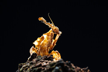 Beautiful orchid mantis closeup on wood