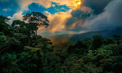 熱帯雨林　空撮