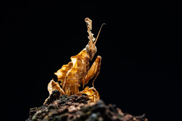 Beautiful orchid mantis closeup on wood
