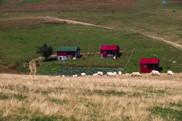 Fototapeta premium View of plateau houses. Giresun, Türkiye