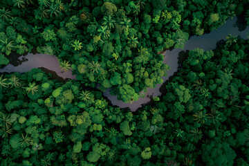 熱帯雨林　空撮