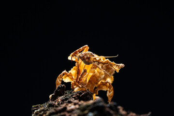 Beautiful orchid mantis closeup on wood
