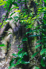 Close-up view of evergreen tree bark covered with greenery. Bright real vital Energy of wild jungle