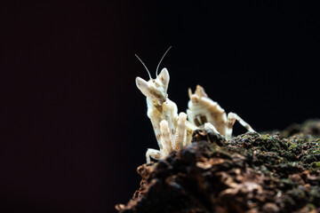Beautiful orchid mantis closeup on wood