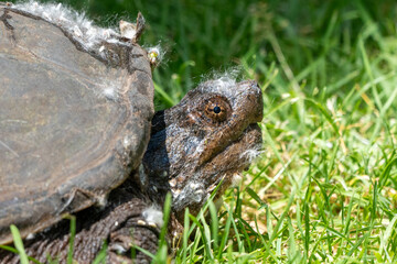Obraz premium Closeup image of a snapping turtle in grass with cottonwood blossoms all over its head and shell on a sunny day