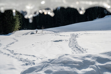 The wild Riofreddo Valley nestled in the Julian Alps.