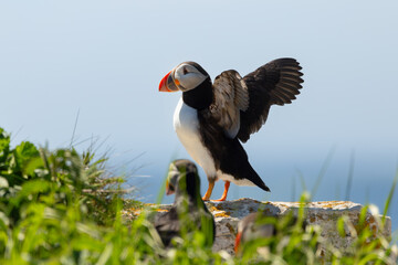 Selective focus view of Atlantic puffin standing on cliff ledge spreading its wings during a sunny...