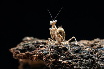 Beautiful orchid mantis closeup on wood