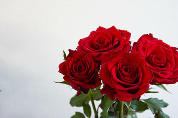 Fototapeta premium 赤い薔薇