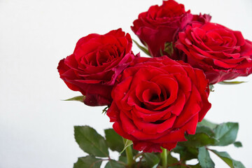 Obraz premium 赤い薔薇