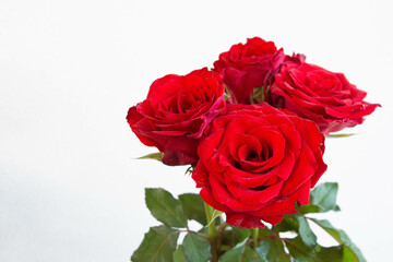 赤い薔薇