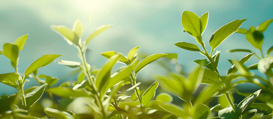 Obraz premium Close-up of vibrant green leaves bathed in sunlight with a blurred background, capturing the essence of nature and growth.